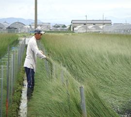 村上農家